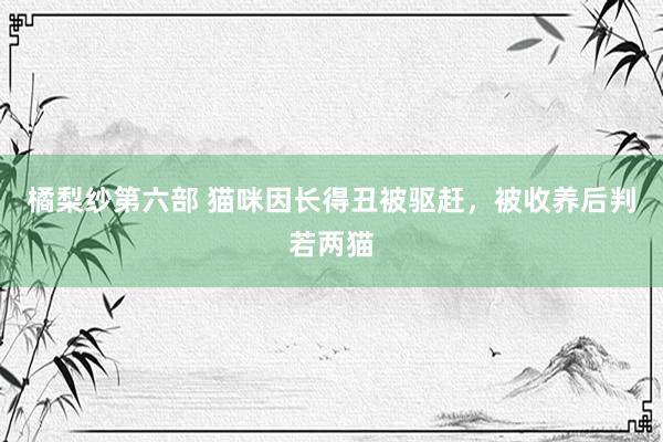 橘梨纱第六部 猫咪因长得丑被驱赶，被收养后判若两猫